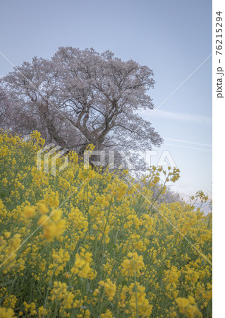 高知県 ひょうたん桜 高知県 ひょうたん桜 76215294