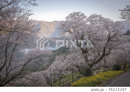 高知県 ひょうたん桜 高知県 ひょうたん桜 76215297