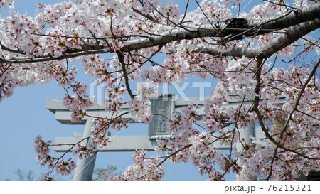 日吉大社　二ノ鳥居の桜 76215321