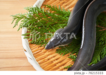 ザルの上の活うなぎ ザルの上の活うなぎ 76215333