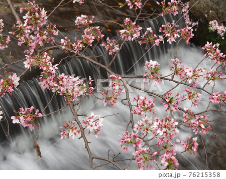 京都 哲学の道の桜 京都 哲学の道の桜 76215358