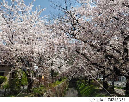 京都　哲学の道の桜 76215381