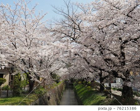 京都 哲学の道の桜 京都 哲学の道の桜 76215386