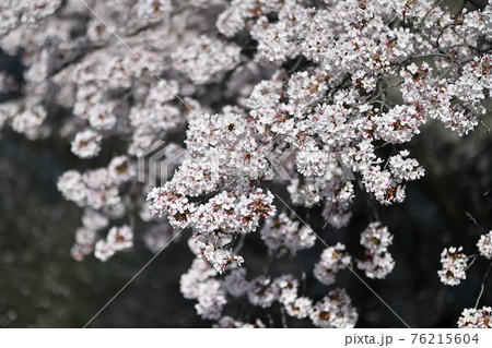 岡山県倉敷河川敷の桜 岡山県倉敷河川敷の桜 76215604