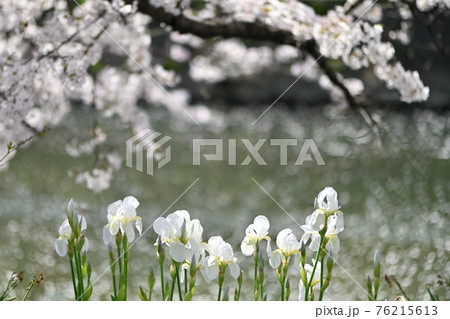 岡山県倉敷河川敷の桜 76215613
