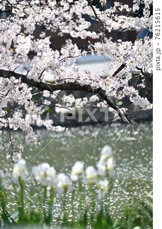 岡山県倉敷河川敷の桜 76215615