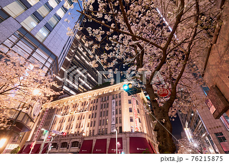 桜が満開な日本橋･八重　 さくら通り（東京駅前） 76215875