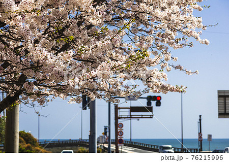 茨城県日立市の海も見える桜 76215996