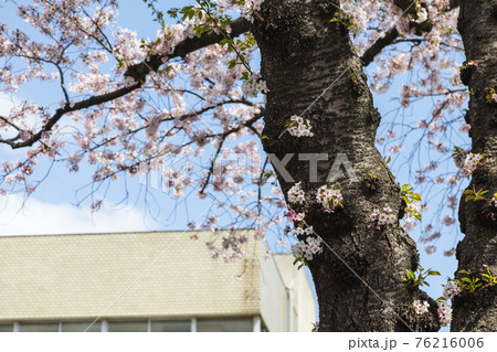 茨城県日立市　平和通りの桜 76216006