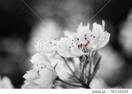 ヤマナシの花(白黒) ヤマナシの花(白黒) 76216205