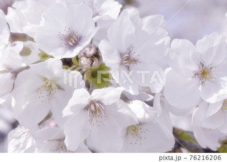 桜の花 76216206
