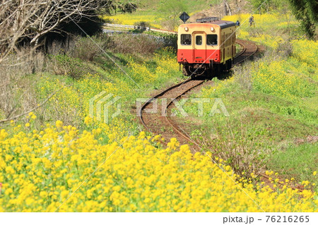 小湊鐵道「春の野田っぽりを走るローカル列車」 小湊鐵道「春の野田っぽりを走るローカル列車」 76216265