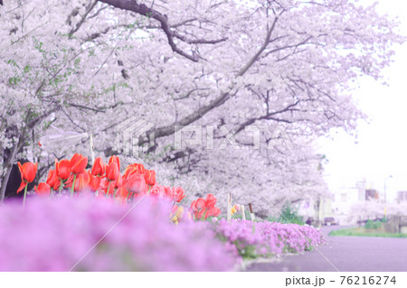 道の脇に咲いている桜とチューリップと紫色の花 76216274