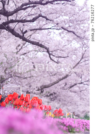 道の脇に咲いている桜とチューリップと紫色の花 76216277