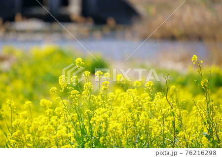 菜の花　ラブリバー親水公園うぬき 76216298