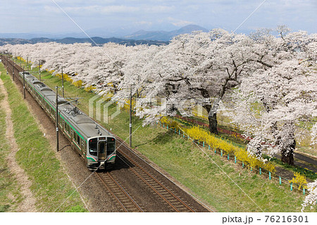 東北本線　桜並木と電車　 76216301