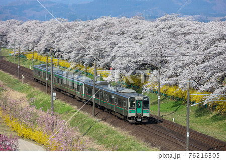 東北本線 桜並木と電車 東北本線 桜並木と電車 76216305