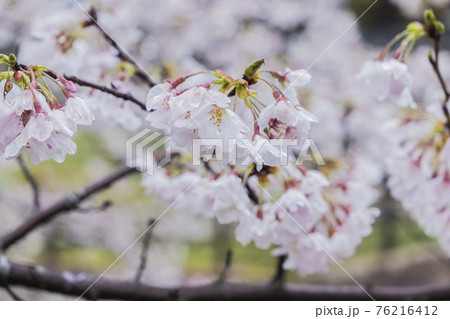 桜2021 桜2021 76216412