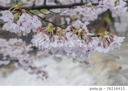 桜2021 桜2021 76216413