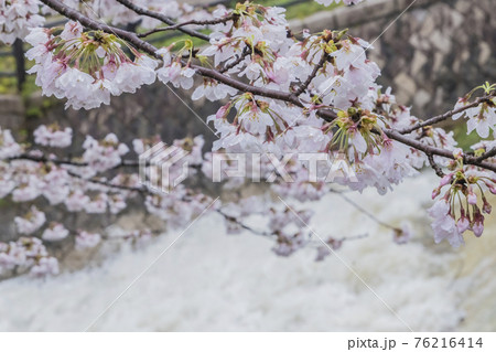 桜2021 桜2021 76216414