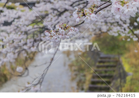 桜2021 桜2021 76216415