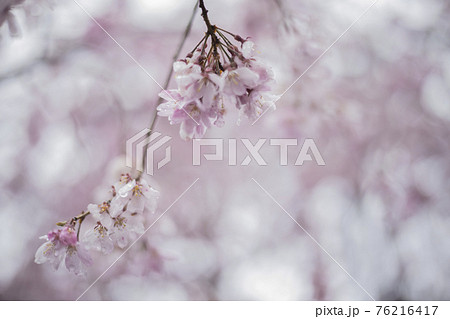 桜2021 桜2021 76216417
