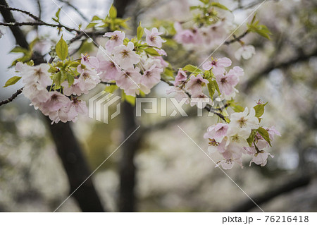 桜2021 桜2021 76216418