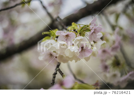 桜2021 桜2021 76216421
