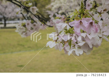 桜2021 桜2021 76216423