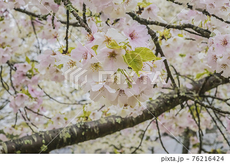 桜2021 桜2021 76216424