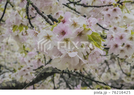 桜2021 桜2021 76216425