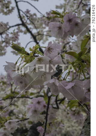 桜2021 桜2021 76216426