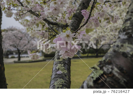 桜2021 桜2021 76216427
