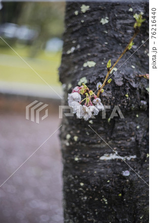 桜2021 桜2021 76216440