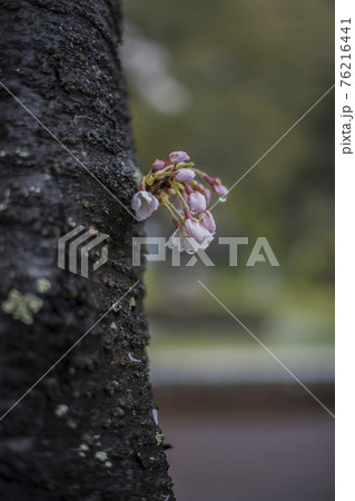 桜2021 桜2021 76216441