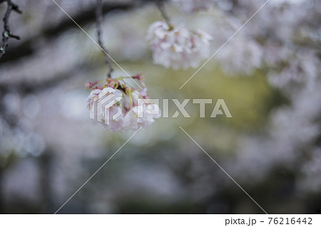 桜2021 桜2021 76216442