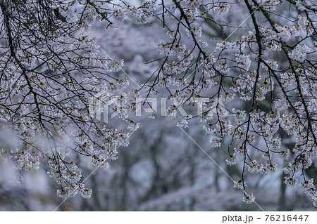桜2021 桜2021 76216447