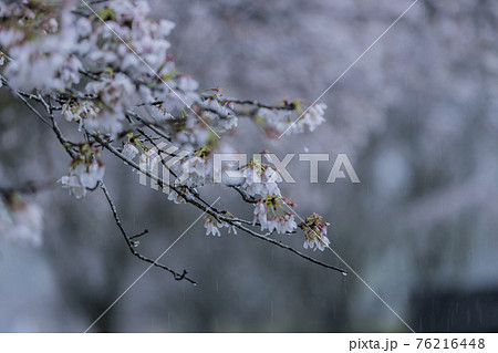 桜2021 桜2021 76216448