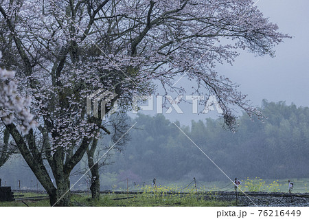 桜2021 桜2021 76216449