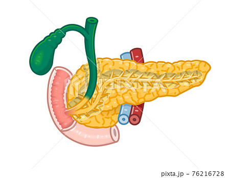 膵臓 十二指腸 胆嚢体のイラストのイラスト素材