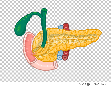 膵臓・十二指腸・胆嚢体のイラスト 76216728