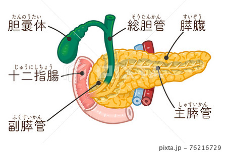 膵臓 十二指腸 胆嚢体のイラスト テキスト付き のイラスト素材
