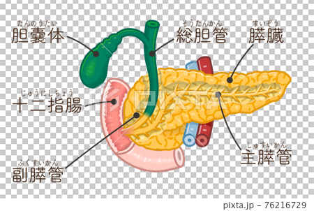 膵臓 十二指腸 胆嚢体のイラスト テキスト付き のイラスト素材