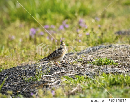 ヒバリ ヒバリ 76216855