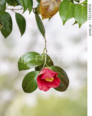 ヤブツバキ ヤブツバキ 76216856