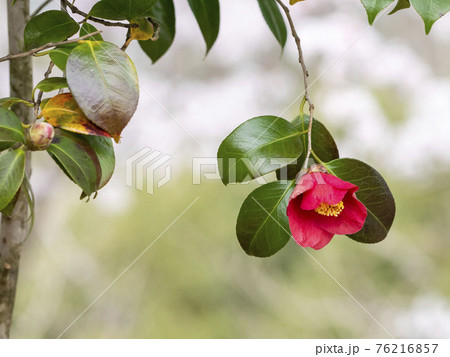 ヤブツバキ ヤブツバキ 76216857