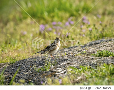 ヒバリ ヒバリ 76216859