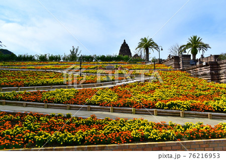 マリーゴールド Newレオマワールド の写真素材 マリーゴールド Newレオマワールド の写真素材