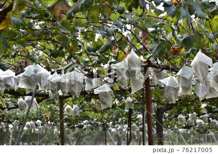 実りの秋・見事なぶどう 実りの秋・見事なぶどう 76217005