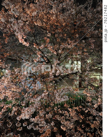 京都 哲学の道の夜桜 京都 哲学の道の夜桜 76217482